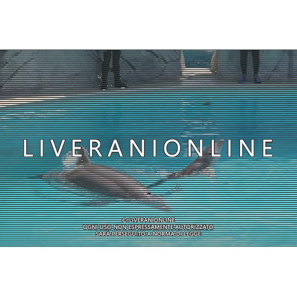 Riccione giugno 2007 Fiocco rosa al parco Oltremare di Riccione La mamma delfina Blue ha data alla luce un piccolo delfino di di 12 chili. Ph Parco Oltremare/Ag Aldo Liverani
