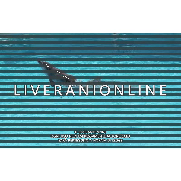 Riccione giugno 2007 Fiocco rosa al parco Oltremare di Riccione La mamma delfina Blue ha data alla luce un piccolo delfino di di 12 chili. Ph Parco Oltremare/Ag Aldo Liverani