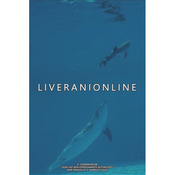 Riccione giugno 2007 Fiocco rosa al parco Oltremare di Riccione La mamma delfina Blue ha data alla luce un piccolo delfino di di 12 chili. Ph Parco Oltremare/Ag Aldo Liverani