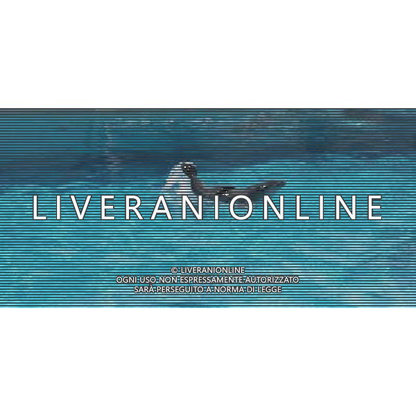 Riccione giugno 2007 Fiocco rosa al parco Oltremare di Riccione La mamma delfina Blue ha data alla luce un piccolo delfino di di 12 chili. Ph Parco Oltremare/Ag Aldo Liverani