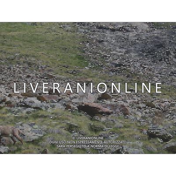 \'Fiocco di Neve\' 14 mesi unico esemplare di Stambecco Bianco al mondo, vive a circa 3000 metri di quota alla base della parete est del Monte Emilius ad Aosta - Giugno 2007 ph RAVDA Regione Autonoma Valle D\'Aosta/AG. ALDO LIVERANI
