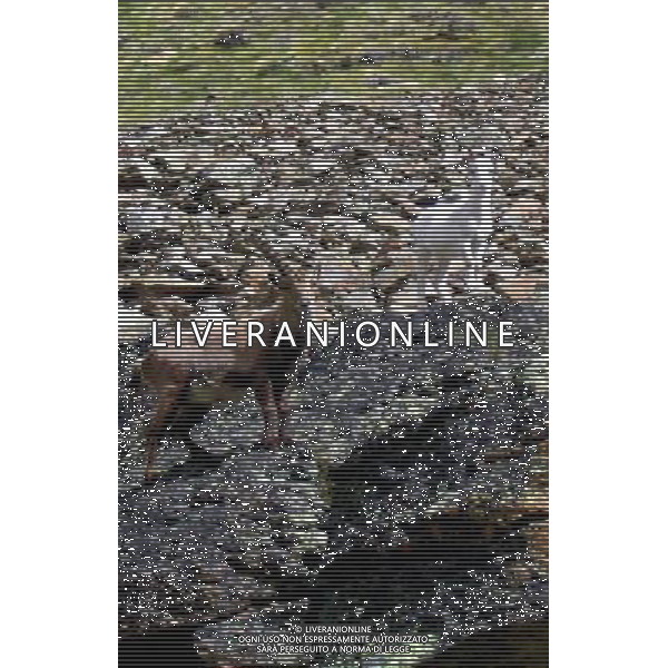 \'Fiocco di Neve\' 14 mesi unico esemplare di Stambecco Bianco al mondo, vive a circa 3000 metri di quota alla base della parete est del Monte Emilius ad Aosta - Giugno 2007 ph RAVDA Regione Autonoma Valle D\'Aosta/AG. ALDO LIVERANI