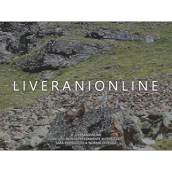\'Fiocco di Neve\' 14 mesi unico esemplare di Stambecco Bianco al mondo, vive a circa 3000 metri di quota alla base della parete est del Monte Emilius ad Aosta - Giugno 2007 ph RAVDA Regione Autonoma Valle D\'Aosta/AG. ALDO LIVERANI