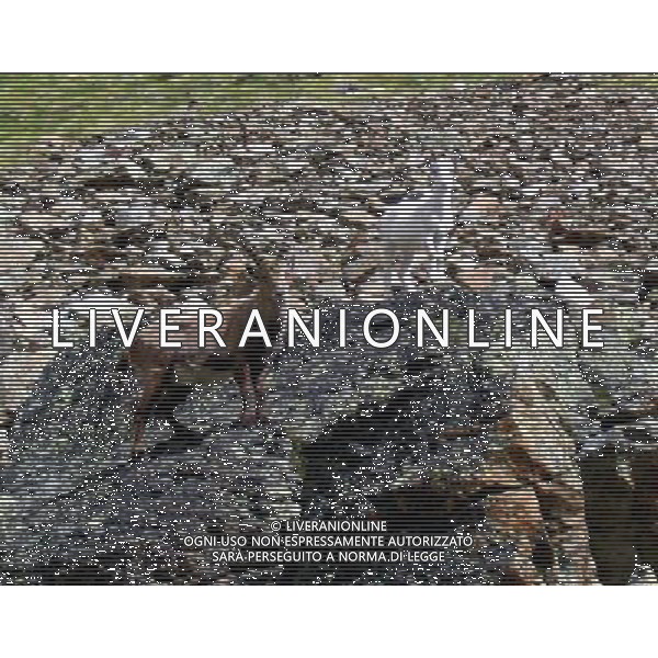 \'Fiocco di Neve\' 14 mesi unico esemplare di Stambecco Bianco al mondo, vive a circa 3000 metri di quota alla base della parete est del Monte Emilius ad Aosta - Giugno 2007 ph RAVDA Regione Autonoma Valle D\'Aosta/AG. ALDO LIVERANI