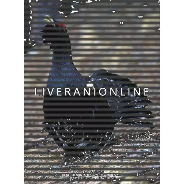 NATURA-ANIMALI NELLA FOTO IL GALLO CEDRONE FOTO PAOLA GARBUIO-AGENZIA ALDO LIVERANI