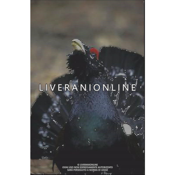 NATURA-ANIMALI NELLA FOTO IL GALLO CEDRONE FOTO PAOLA GARBUIO-AGENZIA ALDO LIVERANI
