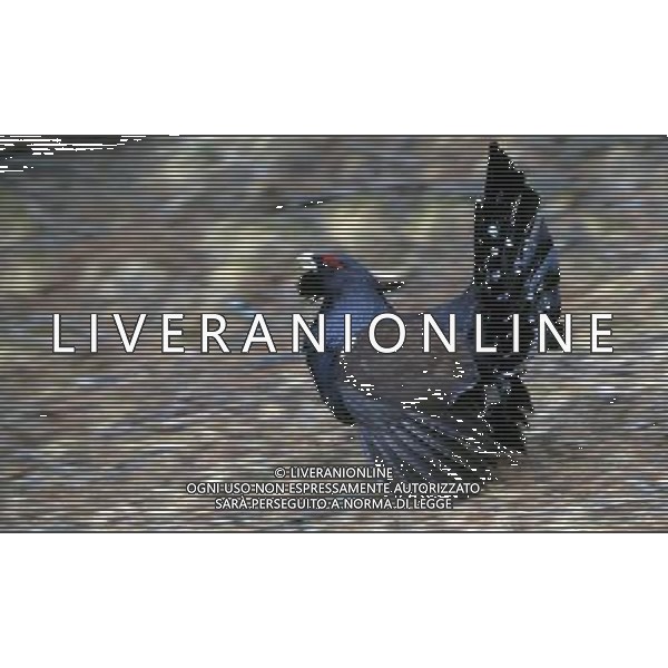 NATURA-ANIMALI NELLA FOTO IL GALLO CEDRONE FOTO PAOLA GARBUIO-AGENZIA ALDO LIVERANI