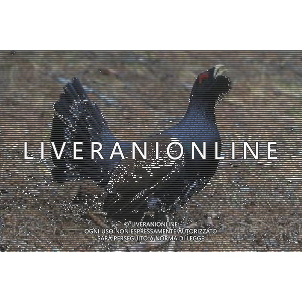 NATURA-ANIMALI NELLA FOTO IL GALLO CEDRONE FOTO PAOLA GARBUIO-AGENZIA ALDO LIVERANI