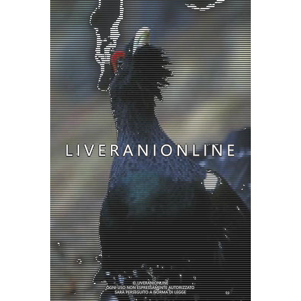 NATURA-ANIMALI NELLA FOTO IL GALLO CEDRONE FOTO PAOLA GARBUIO-AGENZIA ALDO LIVERANI