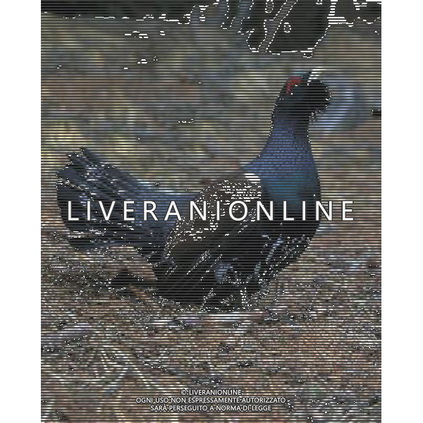 NATURA-ANIMALI NELLA FOTO IL GALLO CEDRONE FOTO PAOLA GARBUIO-AGENZIA ALDO LIVERANI