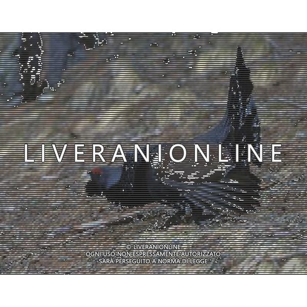 NATURA-ANIMALI NELLA FOTO IL GALLO CEDRONE FOTO PAOLA GARBUIO-AGENZIA ALDO LIVERANI