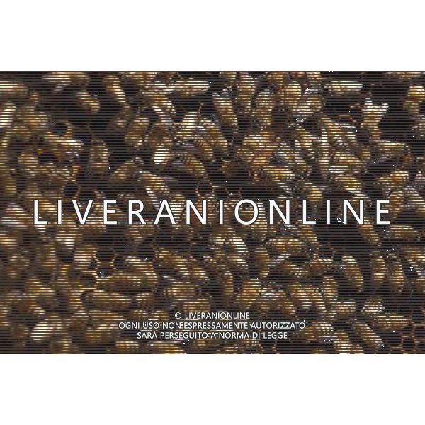 Arnie delle Api per la produzione del miele e cera ph archivio Ag. Aldo Liverani