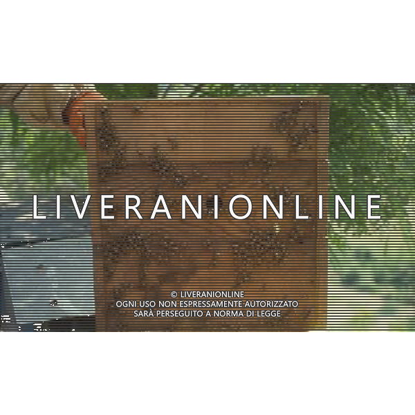 Arnie delle Api per la produzione del miele e cera ph archivio Ag. Aldo Liverani