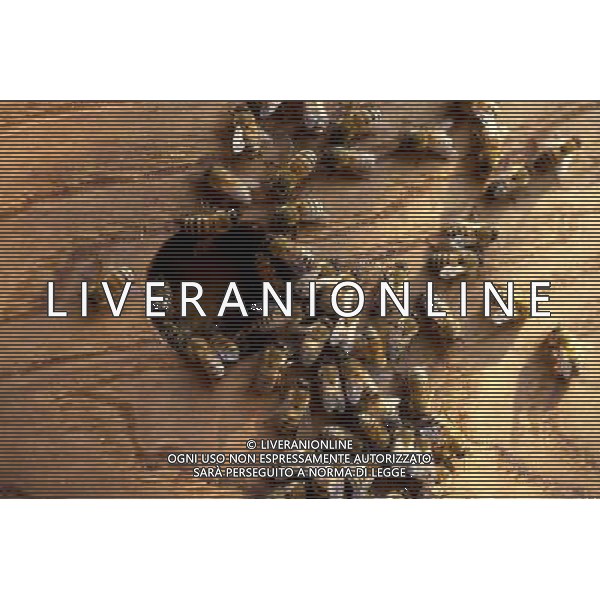 Arnie delle Api per la produzione del miele ph archivio Ag. Aldo Liverani