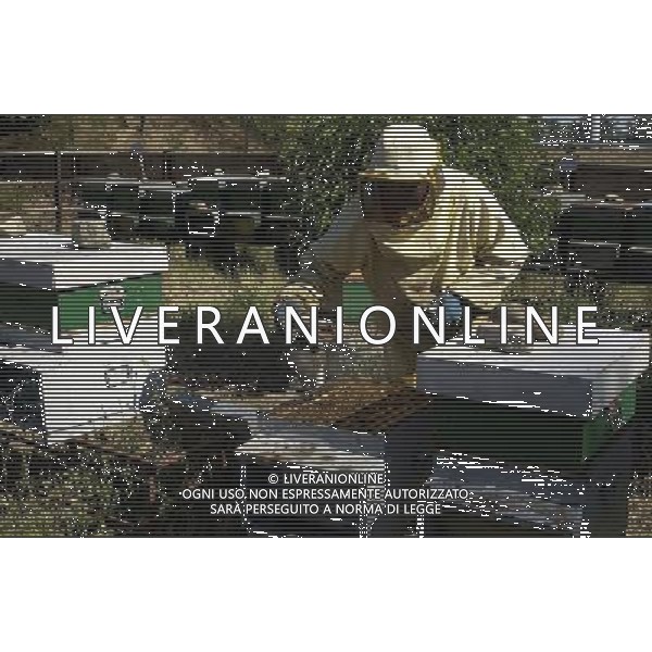TORTONA - API NELLA FOTO: L\'APICOLTORE DINO AL LAVORO NELLE ARNIE ( PER AVVICINARSI CI SI PROTEGGE CON TUTA, MASCHERA E AFFUMICATORE PER TENERE LONTANO GLI INSETTI) PH. ANDREA BUSI -ag aldo liverani