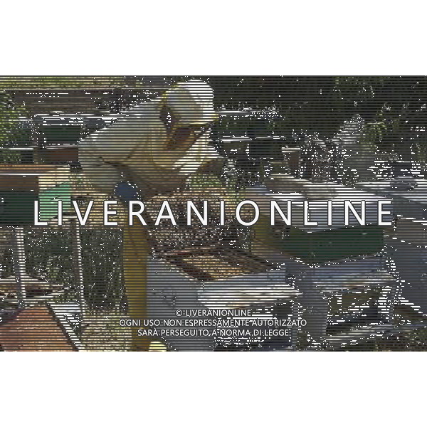 TORTONA - API NELLA FOTO: L\'APICOLTORE DINO AL LAVORO NELLE ARNIE ( PER AVVICINARSI CI SI PROTEGGE CON TUTA, MASCHERA E AFFUMICATORE PER TENERE LONTANO GLI INSETTI) PH. ANDREA BUSI -ag aldo liverani