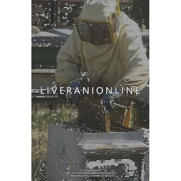 TORTONA - API NELLA FOTO: L\'APICOLTORE DINO STA ESTRAENDO I TELAIETTI . LE API COSTRUISCONO LE CELLETTE NEI FAVI VERGINI OVVERO TELAIETTI CON UNA BASE DI CERA, QUANDO SONO PIENI DI MIELE GLI INSETTI PROTEGGONO I FAVI CON ALTRA CERA, PER ACCEDERE AL MIELE L\'APICOLTORE DOVRA\' GRATTARE LA CERA PER FARLA CADERE IN UN RECIPIENTE, UNA VOLTA SCIOLTA, PRESSATA E STERILIZZATA A 120 GRADI, VERRA\' UTILIZZATA PER LE BASETTE DEI NUOVI FAVI VERGINI PH. ANDREA BUSI -ag aldo liverani