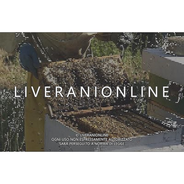 TORTONA - API NELLA FOTO: L\'APICOLTORE DINO STA ESTRAENDO I TELAIETTI . LE API COSTRUISCONO LE CELLETTE NEI FAVI VERGINI OVVERO TELAIETTI CON UNA BASE DI CERA, QUANDO SONO PIENI DI MIELE GLI INSETTI PROTEGGONO I FAVI CON ALTRA CERA, PER ACCEDERE AL MIELE L\'APICOLTORE DOVRA\' GRATTARE LA CERA PER FARLA CADERE IN UN RECIPIENTE, UNA VOLTA SCIOLTA, PRESSATA E STERILIZZATA A 120 GRADI, VERRA\' UTILIZZATA PER LE BASETTE DEI NUOVI FAVI VERGINI PH. ANDREA BUSI -ag aldo liverani