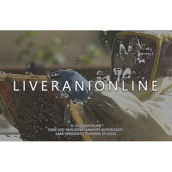 TORTONA - API NELLA FOTO: L\'APICOLTORE DINO STA ESTRAENDO I TELAIETTI . LE API COSTRUISCONO LE CELLETTE NEI FAVI VERGINI OVVERO TELAIETTI CON UNA BASE DI CERA, QUANDO SONO PIENI DI MIELE GLI INSETTI PROTEGGONO I FAVI CON ALTRA CERA, PER ACCEDERE AL MIELE L\'APICOLTORE DOVRA\' GRATTARE LA CERA PER FARLA CADERE IN UN RECIPIENTE, UNA VOLTA SCIOLTA, PRESSATA E STERILIZZATA A 120 GRADI, VERRA\' UTILIZZATA PER LE BASETTE DEI NUOVI FAVI VERGINI PH. ANDREA BUSI -ag aldo liverani