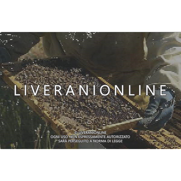 TORTONA - API NELLA FOTO: L\'APICOLTORE DINO STA ESTRAENDO I TELAIETTI . LE API COSTRUISCONO LE CELLETTE NEI FAVI VERGINI OVVERO TELAIETTI CON UNA BASE DI CERA, QUANDO SONO PIENI DI MIELE GLI INSETTI PROTEGGONO I FAVI CON ALTRA CERA, PER ACCEDERE AL MIELE L\'APICOLTORE DOVRA\' GRATTARE LA CERA PER FARLA CADERE IN UN RECIPIENTE, UNA VOLTA SCIOLTA, PRESSATA E STERILIZZATA A 120 GRADI, VERRA\' UTILIZZATA PER LE BASETTE DEI NUOVI FAVI VERGINI PH. ANDREA BUSI -ag aldo liverani