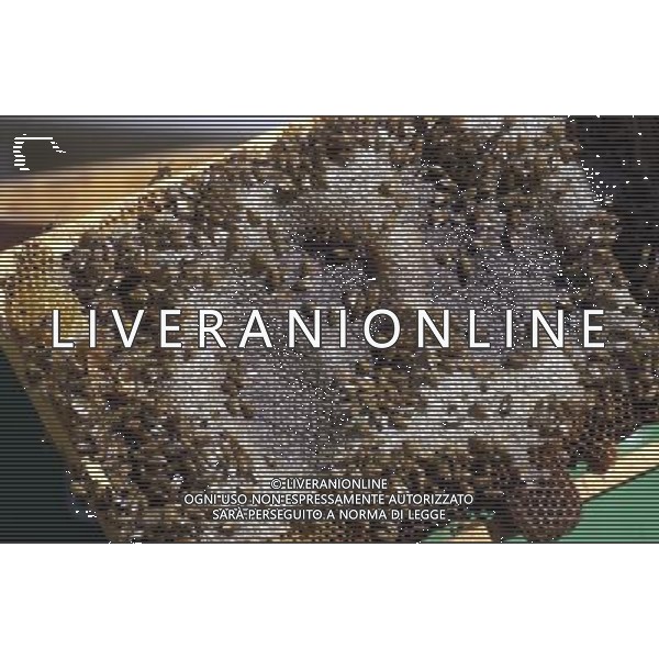 TORTONA - API NELLA FOTO: IL TELAIETTO APPENA ESTRATTO DALL\'ARNIA CON LE API OPERAIE. LE API COSTRUISCONO LE CELLETTE NEI FAVI VERGINI OVVERO TELAIETTI CON UNA BASE DI CERA, QUANDO SONO PIENI DI MIELE GLI INSETTI PROTEGGONO I FAVI CON ALTRA CERA, PER ACCEDERE AL MIELE L\'APICOLTORE DOVRA\' GRATTARE LA CERA PER FARLA CADERE IN UN RECIPIENTE, UNA VOLTA SCIOLTA, PRESSATA E STERILIZZATA A 120 GRADI, VERRA\' UTILIZZATA PER LE BASETTE DEI NUOVI FAVI VERGINI PH. ANDREA BUSI -ag aldo liverani