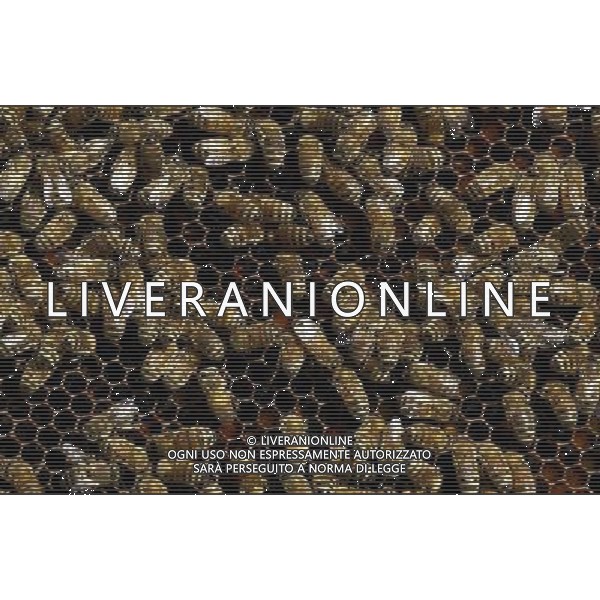 TORTONA - API NELLA FOTO: IL TELAIETTO APPENA ESTRATTO DALL\'ARNIA CON LE API OPERAIE. LE API COSTRUISCONO LE CELLETTE NEI FAVI VERGINI OVVERO TELAIETTI CON UNA BASE DI CERA, QUANDO SONO PIENI DI MIELE GLI INSETTI PROTEGGONO I FAVI CON ALTRA CERA, PER ACCEDERE AL MIELE L\'APICOLTORE DOVRA\' GRATTARE LA CERA PER FARLA CADERE IN UN RECIPIENTE, UNA VOLTA SCIOLTA, PRESSATA E STERILIZZATA A 120 GRADI, VERRA\' UTILIZZATA PER LE BASETTE DEI NUOVI FAVI VERGINI PH. ANDREA BUSI -ag aldo liverani