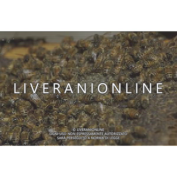 TORTONA - API NELLA FOTO: IL TELAIETTO APPENA ESTRATTO DALL\'ARNIA CON LE API OPERAIE. LE API COSTRUISCONO LE CELLETTE NEI FAVI VERGINI OVVERO TELAIETTI CON UNA BASE DI CERA, QUANDO SONO PIENI DI MIELE GLI INSETTI PROTEGGONO I FAVI CON ALTRA CERA, PER ACCEDERE AL MIELE L\'APICOLTORE DOVRA\' GRATTARE LA CERA PER FARLA CADERE IN UN RECIPIENTE, UNA VOLTA SCIOLTA, PRESSATA E STERILIZZATA A 120 GRADI, VERRA\' UTILIZZATA PER LE BASETTE DEI NUOVI FAVI VERGINI PH. ANDREA BUSI -ag aldo liverani