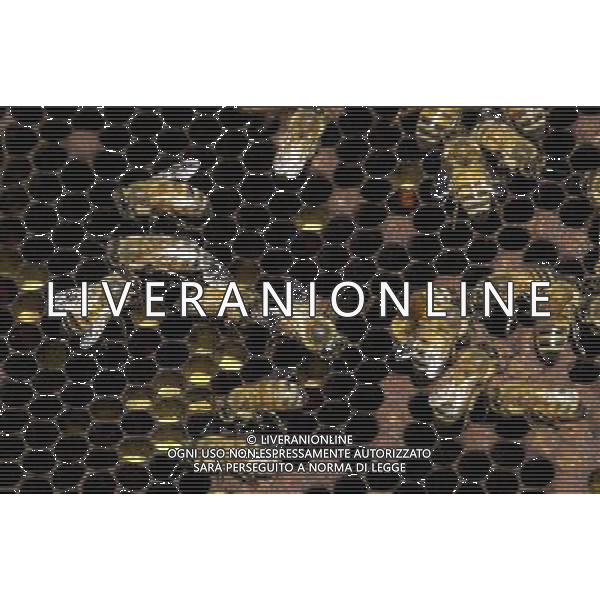 TORTONA - API NELLA FOTO: IL TELAIETTO APPENA ESTRATTO DALL\'ARNIA CON LE API OPERAIE. LE API COSTRUISCONO LE CELLETTE NEI FAVI VERGINI OVVERO TELAIETTI CON UNA BASE DI CERA, QUANDO SONO PIENI DI MIELE GLI INSETTI PROTEGGONO I FAVI CON ALTRA CERA, PER ACCEDERE AL MIELE L\'APICOLTORE DOVRA\' GRATTARE LA CERA PER FARLA CADERE IN UN RECIPIENTE, UNA VOLTA SCIOLTA, PRESSATA E STERILIZZATA A 120 GRADI, VERRA\' UTILIZZATA PER LE BASETTE DEI NUOVI FAVI VERGINI PH. ANDREA BUSI -ag aldo liverani