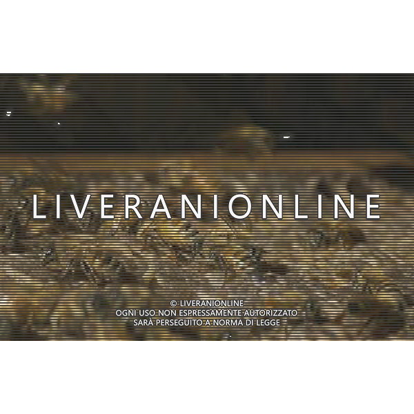 TORTONA - API NELLA FOTO: IL TELAIETTO APPENA ESTRATTO DALL\'ARNIA CON LE API OPERAIE. LE API COSTRUISCONO LE CELLETTE NEI FAVI VERGINI OVVERO TELAIETTI CON UNA BASE DI CERA, QUANDO SONO PIENI DI MIELE GLI INSETTI PROTEGGONO I FAVI CON ALTRA CERA, PER ACCEDERE AL MIELE L\'APICOLTORE DOVRA\' GRATTARE LA CERA PER FARLA CADERE IN UN RECIPIENTE, UNA VOLTA SCIOLTA, PRESSATA E STERILIZZATA A 120 GRADI, VERRA\' UTILIZZATA PER LE BASETTE DEI NUOVI FAVI VERGINI PH. ANDREA BUSI -ag aldo liverani