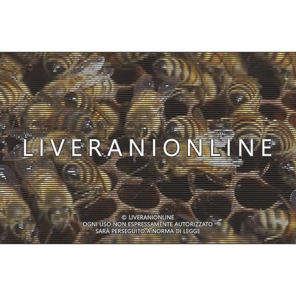 TORTONA - API NELLA FOTO: API OPERAIE AL LAVORO PH. ANDREA BUSI -ag aldo liverani