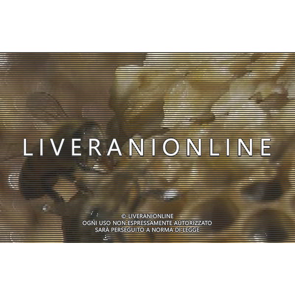 TORTONA - API NELLA FOTO: API OPERAIE AL LAVORO PH. ANDREA BUSI -ag aldo liverani