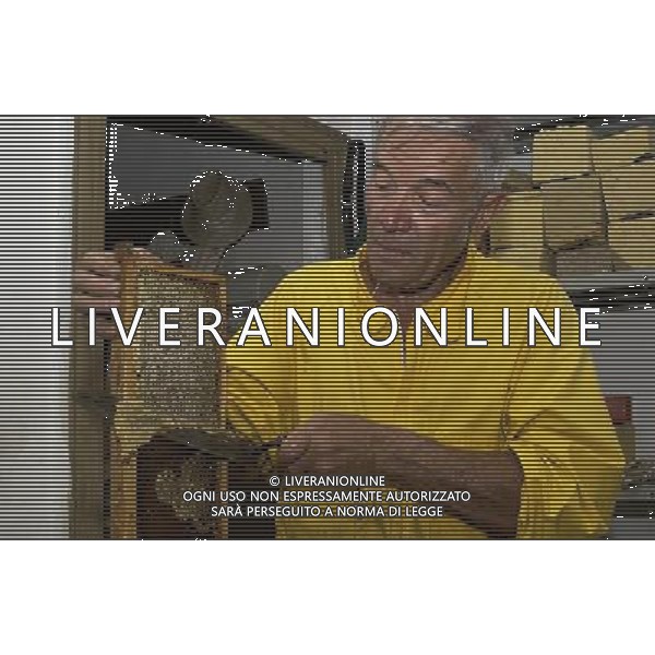 TORTONA - API NELLA FOTO: L\'APICOLTORE DINO CON UN COLTELLO RIMUOVE LO STRATO DI CERA CHE PROTEGGE I FAVI PIENI DI MIELE (DISOPERCOLATURA) PH. ANDREA BUSI -ag aldo liverani