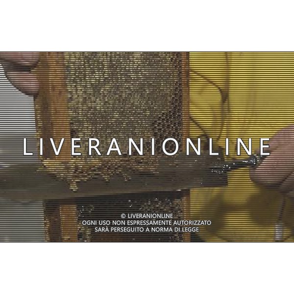 TORTONA - API NELLA FOTO: L\'APICOLTORE DINO CON UN COLTELLO RIMUOVE LO STRATO DI CERA CHE PROTEGGE I FAVI PIENI DI MIELE (DISOPERCOLATURA) PH. ANDREA BUSI -ag aldo liverani