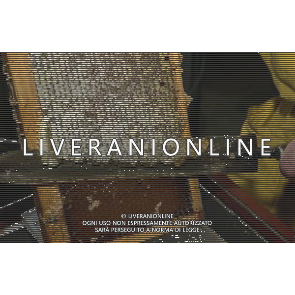 TORTONA - API NELLA FOTO: L\'APICOLTORE DINO CON UN COLTELLO RIMUOVE LO STRATO DI CERA CHE PROTEGGE I FAVI PIENI DI MIELE (DISOPERCOLATURA) PH. ANDREA BUSI -ag aldo liverani