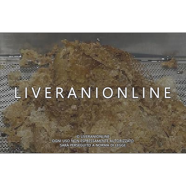 TORTONA - API NELLA FOTO: LO STRATO DI CERA RIMOSSO CHE PROTEGGEVA I FAVI PIENI DI MIELE PH. ANDREA BUSI -ag aldo liverani