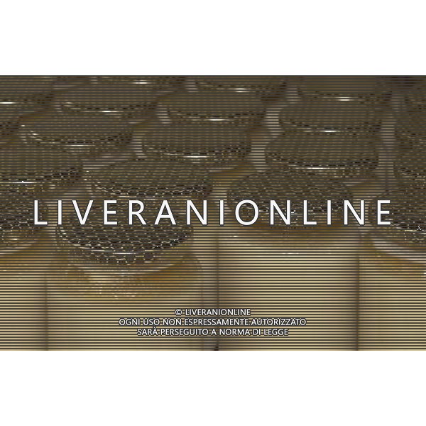 TORTONA - API NELLA FOTO: ALCUNI VASETTI DI MIELE PRODOTTI DALL\'APICOLTORE DINO PH. ANDREA BUSI -ag aldo liverani