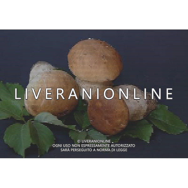 Milano 10/10/2007 nella foto: Funghi porcini ifc/Ag Aldo Liverani