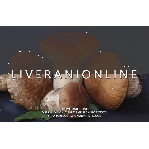 Milano 10/10/2007 nella foto: Funghi porcini ifc/Ag Aldo Liverani