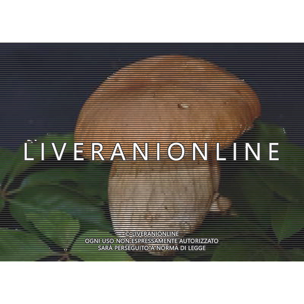 Milano 10/10/2007 nella foto: Funghi porcini ifc/Ag Aldo Liverani