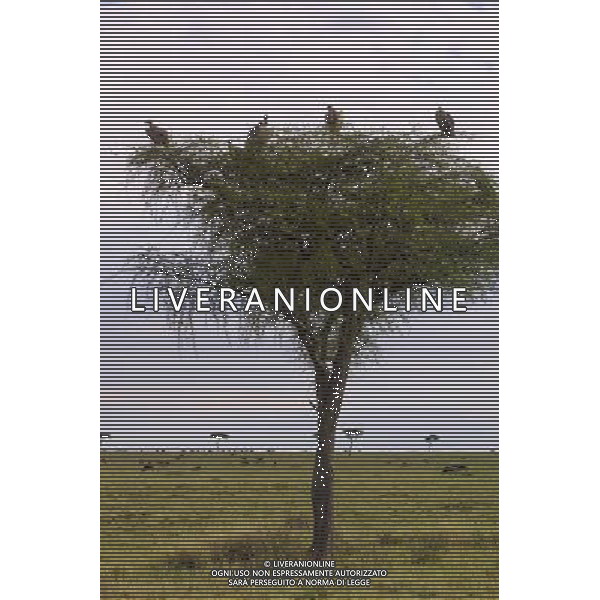 Kenya (Africa) 2007 Parco Maasai Mara NELLA FOTO Avvoltoi appollaiati su un albero Foto Goiorani \' C.-AG ALDO LIVERANI