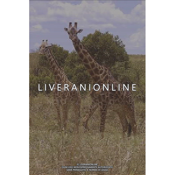 Kenya (Africa) 2007 Parco Maasai Mara NELLA FOTO Una coppia di giraffe Foto Goiorani \' C.-AG ALDO LIVERANI