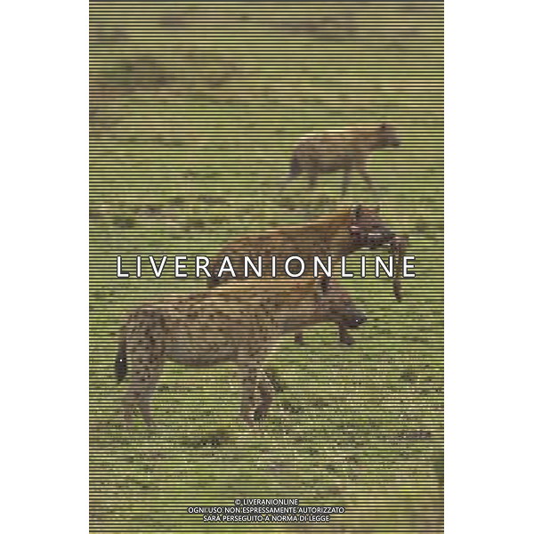Kenya (Africa) 2007 Parco Maasai Mara NELLA FOTO Una Iena con una zampa di una gazzella Foto Goiorani \' C.-AG ALDO LIVERANI