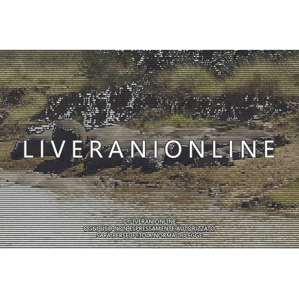 Kenya (Africa) Parco Maasai Mara Mandrie di Ippopotami sulle rive del fiume Mara Foto Goiorani \' C. -AG ALDO LIVERANI