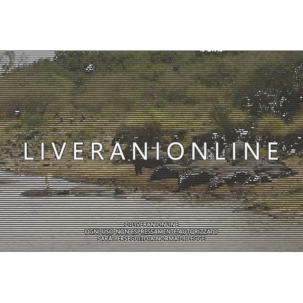 Kenya (Africa) Parco Maasai Mara Mandrie di Ippopotami sulle rive del fiume Mara Foto Goiorani \' C.-AG ALDO LIVERANI 