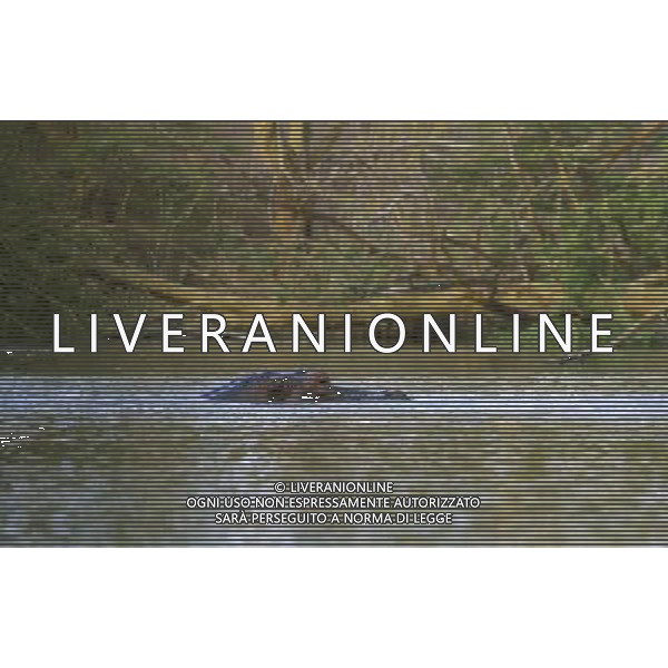 Kenya (Africa) Parco Tsavo Ovest NELLA FOTO Un Ippopotamo nel laghetto del parco Foto Goiorani \' C.-AG ALDO LIVERANI