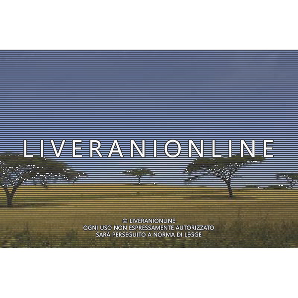 Kenya (Africa) Parco Maasai Mara Panorama lungo la strada per Nairobi Foto Goiorani \' C.-AG ALDO LIVERANI