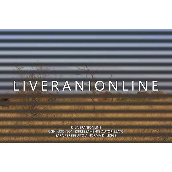 Kenya (Africa) Parco Tsavo Ovest Elefanti con Kilimanjaro sullo sfondo Foto Goiorani \' C.-AG ALDO LIVERANI