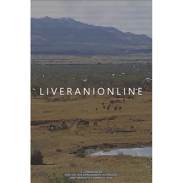 Kenya (Africa) Parco Tsavo Ovest Panorama con bufali Foto Goiorani \' C.-AG ALDO LIVERANI
