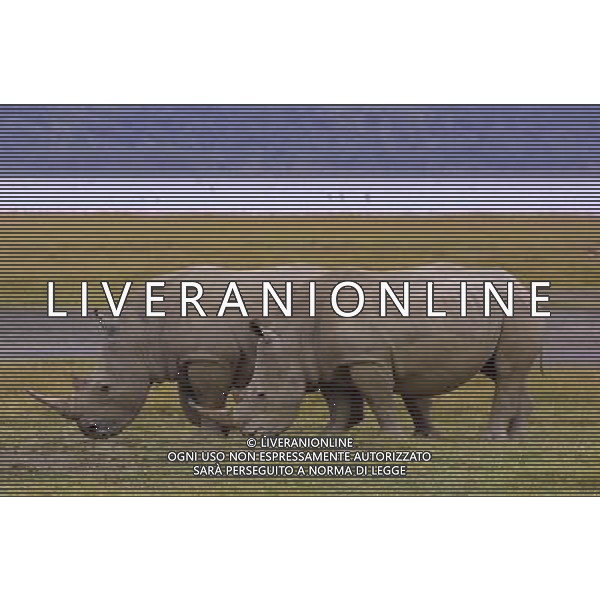 Kenya (Africa) Parco Nakuru Una coppia di Rinoceronti Foto Goiorani \' C.-AG ALDO LIVERANI