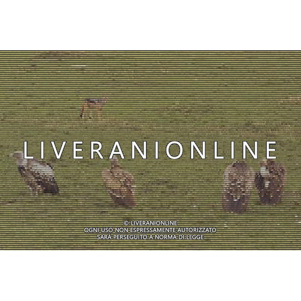Kenya (Africa) Parco Maasai Mara Avvoltoi tengono a bada una Sciacallo che tenta di rubare loro una preda Foto Goiorani \' C.-AG ALDO LIVERANI